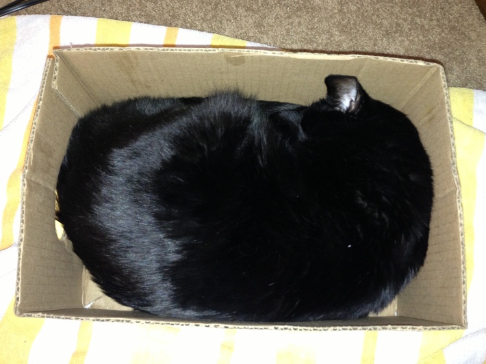 One cat in a box, please.